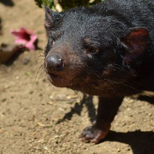 Tasmanian Devil