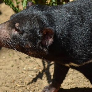 Tasmanian Devil