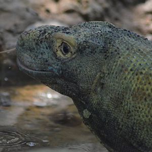 Komodo Dragon