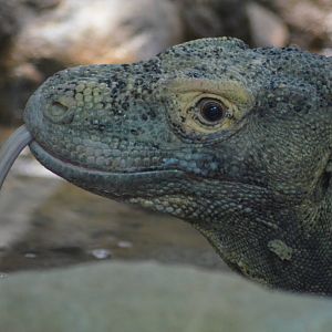 Komodo Dragon