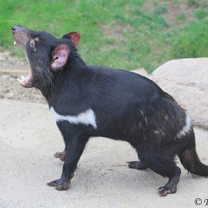 Tasmanial Devil (Sarcophilus harrisii) June 2016