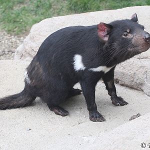 Tasmanial Devil (Sarcophilus harrisii) June 2016