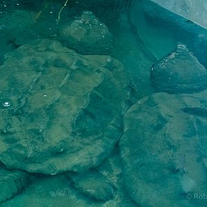 Alligator snapping turtle : Whipsnade : 01 Jul 2016