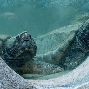Alligator snapping turtle : Whipsnade : 01 Jul 2016