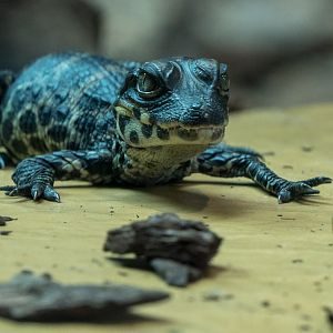 African dwarf crocodile : Whipsnade : 01 Jul 2016
