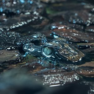 African dwarf crocodile : Whipsnade : 01 Jul 2016