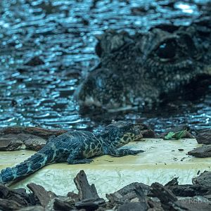 African dwarf crocodile : Whipsnade : 01 Jul 2016
