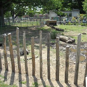 African crested porcupine and warthog exhibit