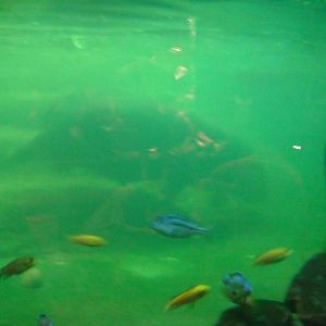 Pygmy hippo underwater view