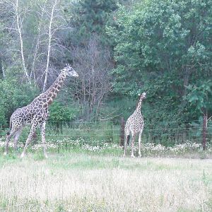 Masai giraffes