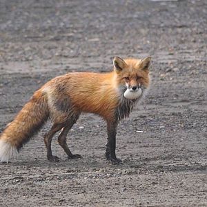 Red Fox with Goose Eggs - Alaska