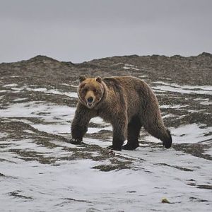 Brown Bear - Alaska