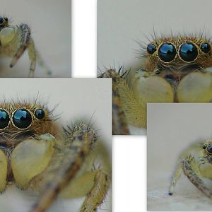 Marpissa radiata  male.