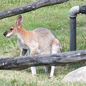 Macropod Species