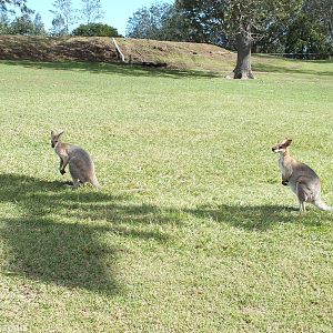 Wallaby ID? Red-necked Wallaby?