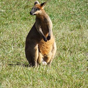 Swamp Wallaby