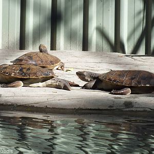 Mary River Turtles