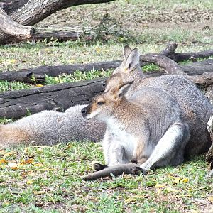 Mainland Red-necked Wallaby
