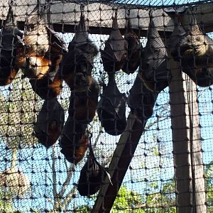 Three Flying Fox Species