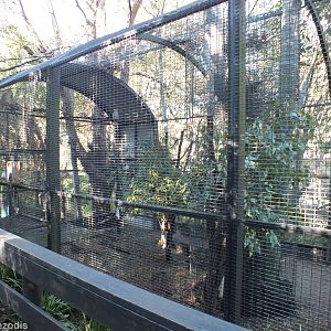 Sulphur-crested Cockatoo Aviary