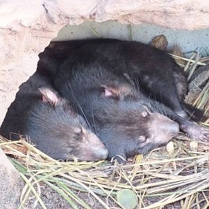 Tasmanian Devils