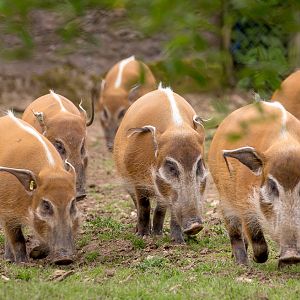Red river hog : Whipsnade : 01 Jul 2016
