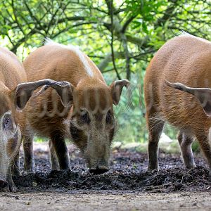 Red river hog : Whipsnade : 01 Jul 2016