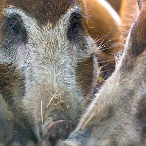 Red river hog : Whipsnade : 01 Jul 2016