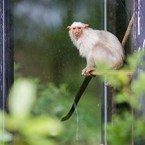 Silvery marmoset : Whipsnade : 01 Jul 2016