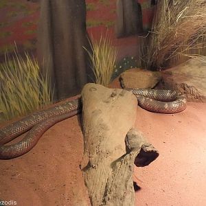 Collett's Black Snake