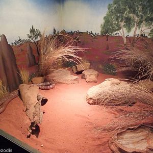Collett's Black Snake Enclosure