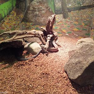 Eastern Brown Snake Enclosure