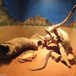 Black-headed Python Enclosure