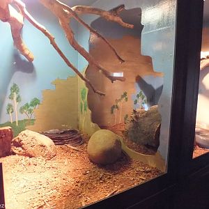 Olive Python Enclosure