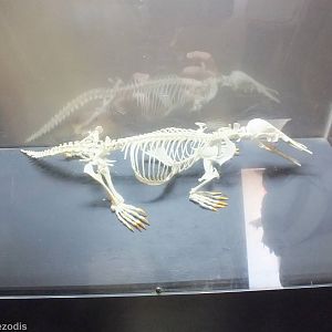 Platypus Skeleton