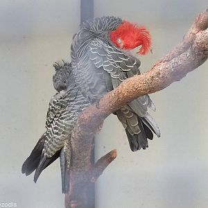 Gang-gang Cockatoo Pair