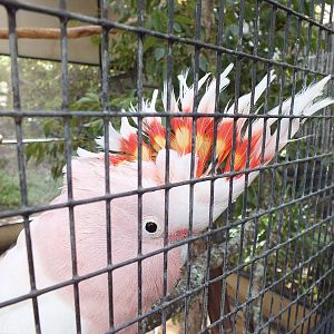 Major Mitchell Cockatoo Crest