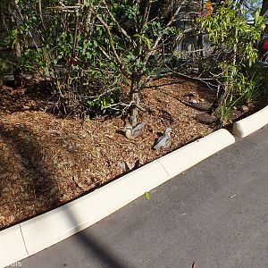 Wild Bush Stone-curlews