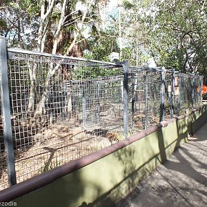 Dingo Enclosure