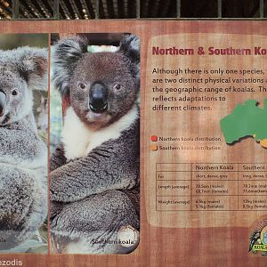 Northern and Southern Koala Sign