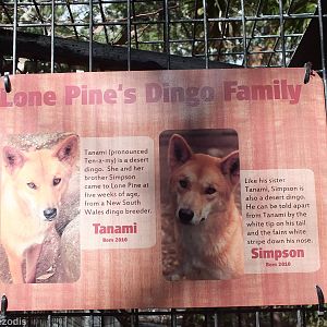 Dingo Sign
