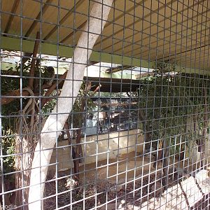 Barking Owl Enclosure