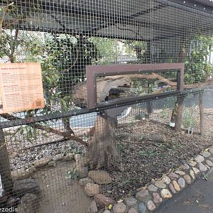Golden Brushtail Possum Enclosure