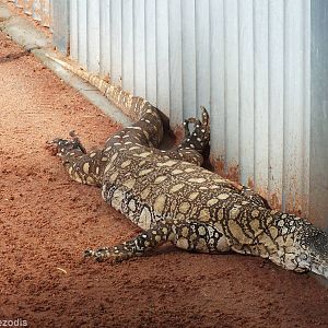 Perentie