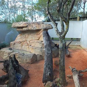 Perentie Enclosure