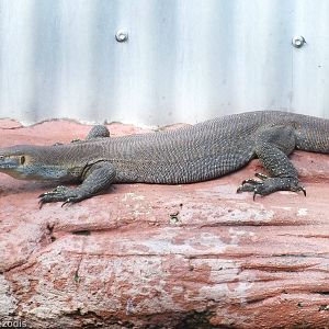 Merten's Water Monitor