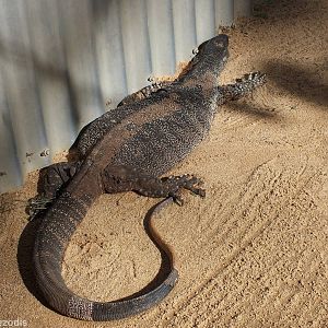 Quite a Dark Lace Monitor