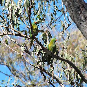 Wild Scaly-breasted Lorikeet