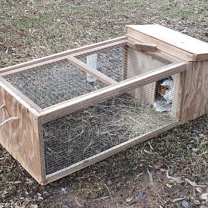 Guinea Pig Enclosure