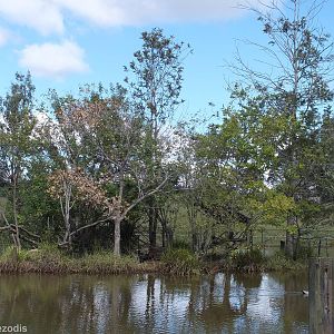 Wedge-tailed Eagle Island in Walkthrough Kangaroo Enclosure